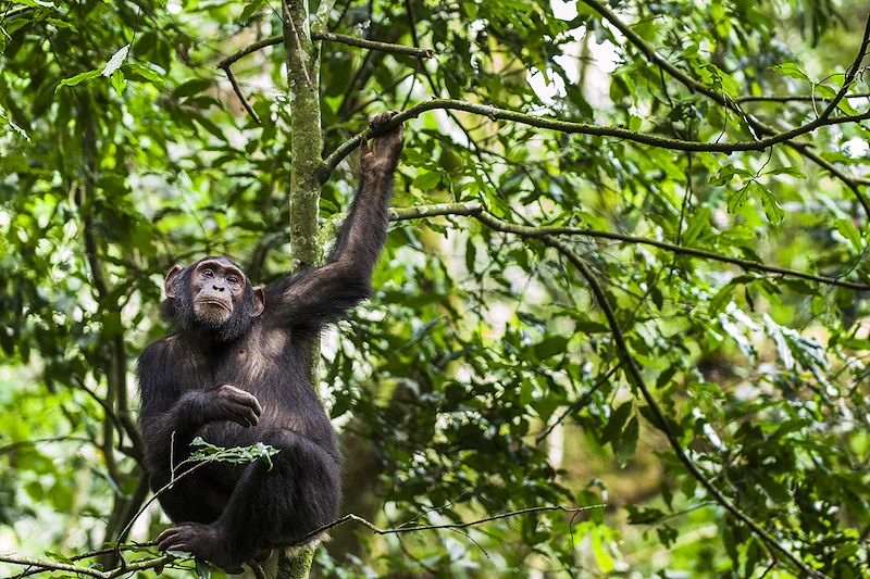 Découverte de l'Ouganda en randonnées au plus près de la vie locale, observation des primates et safaris dans les parcs nationaux