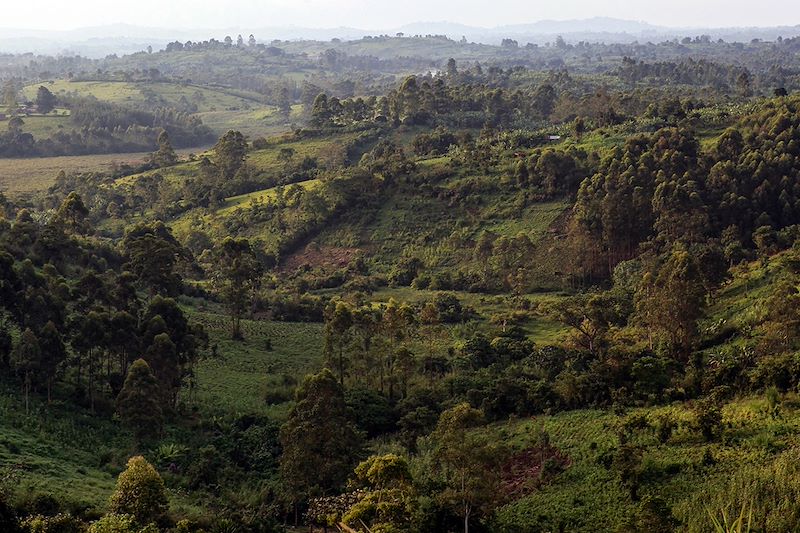 Parc national de Kibale - Ouganda