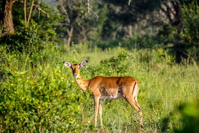 Découverte de l'Ouganda en randonnées au plus près de la vie locale, observation des primates et safaris dans les parcs nationaux