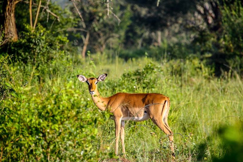 Antilope dans le Parc national du lac Mburo - Ouganda