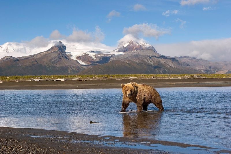 Grizzly dans le parc national de Katmai - Péninsule d'Alaska - États-Unis