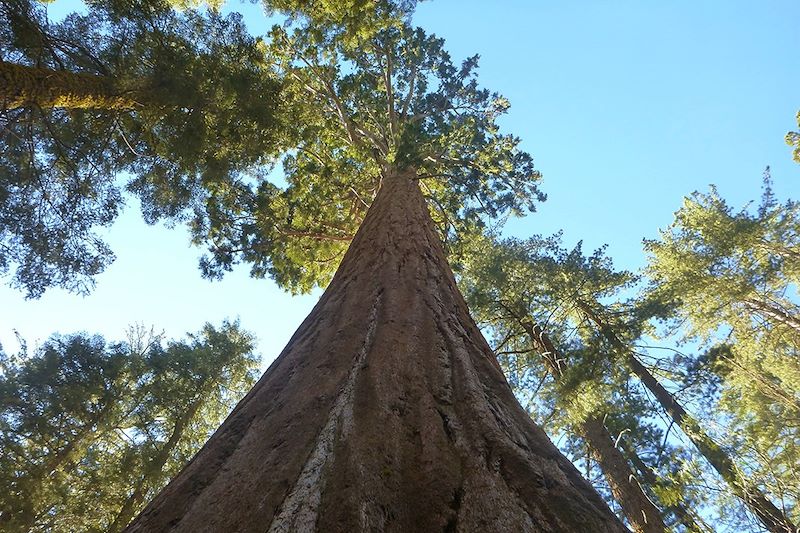 Parc National de Sequoia - Californie - États-Unis