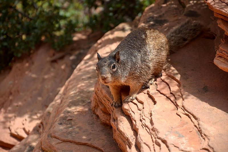 Écureuil au parc national de Zion - Utah - États-Unis