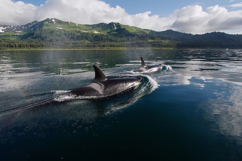 Orques - Prince William Sound - Alaska