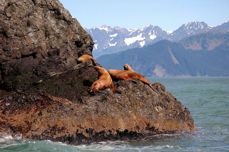 Lions de mer - Alaska
