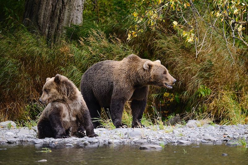 Ours bruns sur l'île Kodiak - Alaska - États-Unis