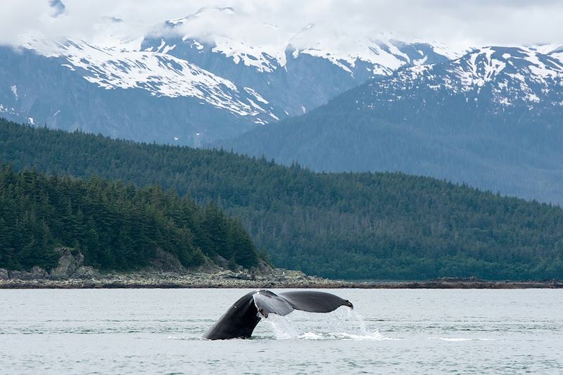 Baleine - Alaska - États-Unis