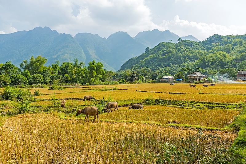 Partez pour un circuit à vélo sur les routes du Nord du Vietnam. Une aventure entre montagnes et rizières