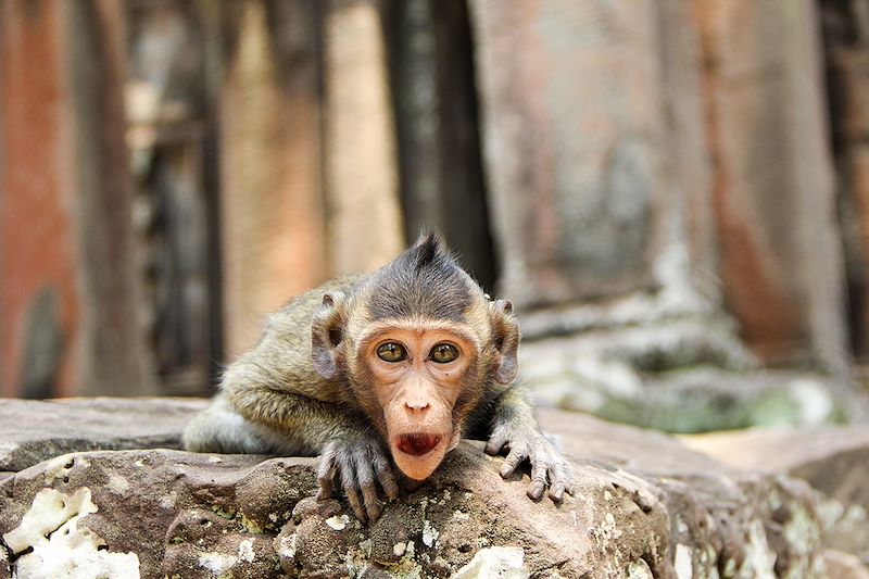 Circuit Vietnam, Cambodge et Laos, les trois joyaux de l’Indochine réunis dans une aventure sur mesure et hors des sentiers battus