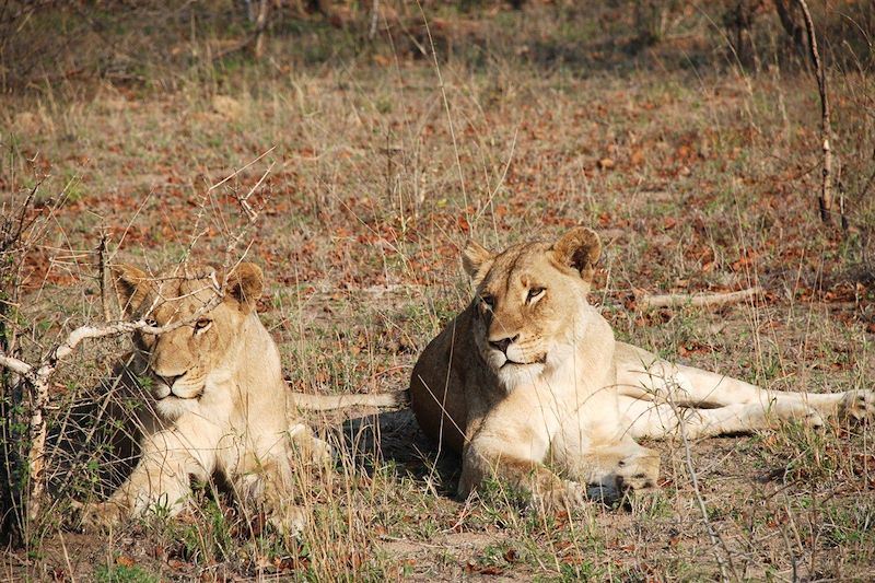 Réserve de Sabi Sand - Mpumalanga - Afrique du Sud