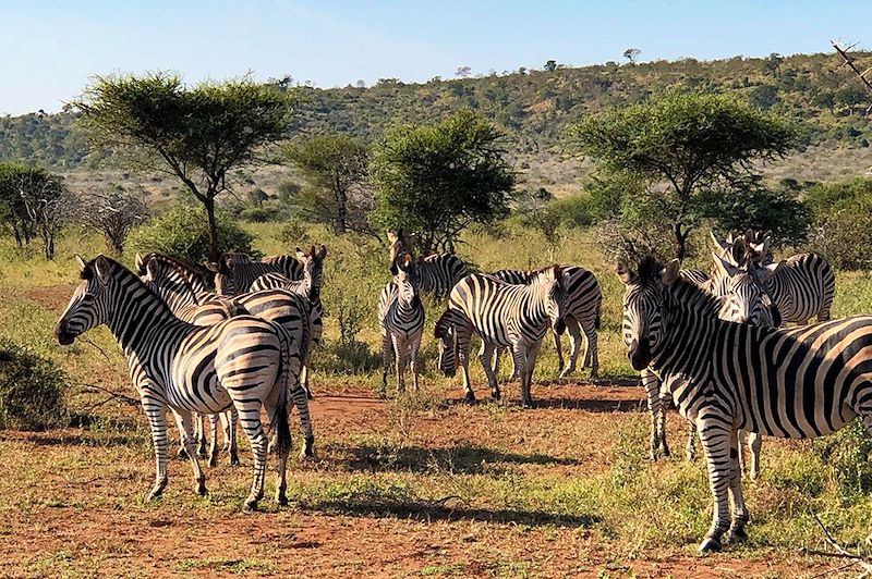 Zèbres au Parc national Kruger - Afrique du Sud