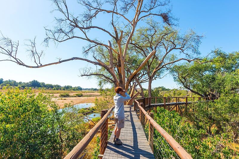 Observation près de la rivière Olifants - Parc national Kruger - Afrique du Sud