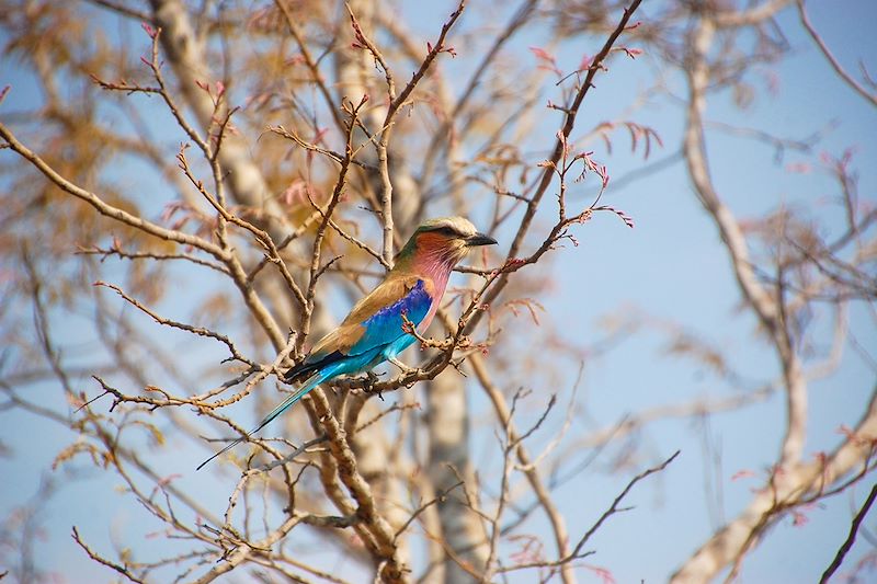 Parc national de Hwange - Zimbabwe