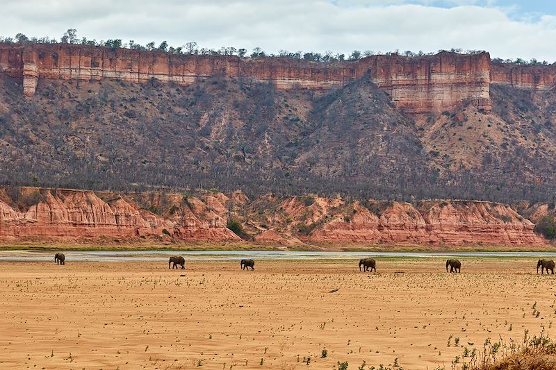 Éléphants au Parc national Gonarezhou - District de Chiredzi - Zimbabwe