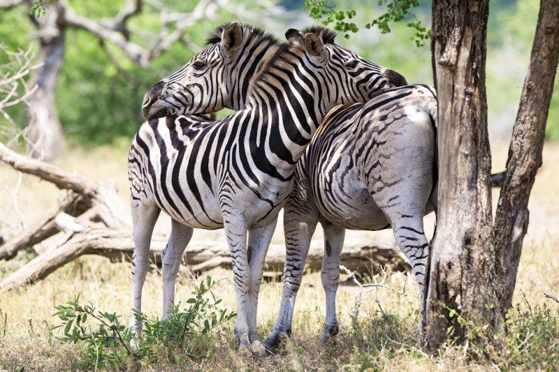 Parc Kruger - Afrique du Sud