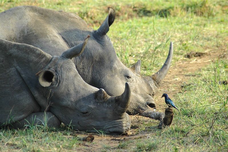 Rhinocéros dans la réserve d'Hluhluwe-Umfolozi - Kwazulu-Natal - Afrique du Sud
