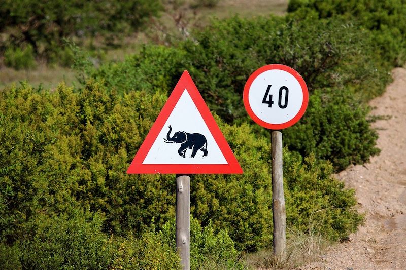 Attention aux éléphants - Afrique du Sud