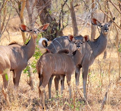 Safari Zimbabwe