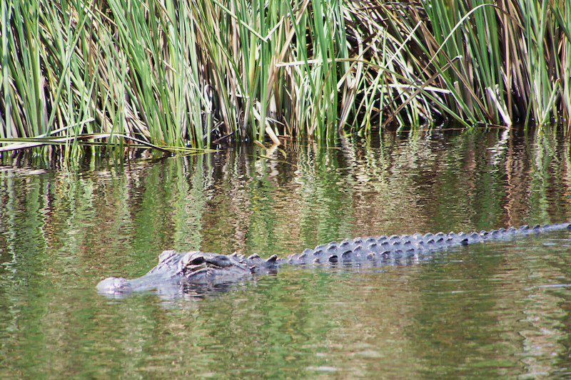 Everglades - Floride - Etats-Unis