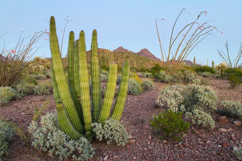 Cactus - Organ Pipe National Monument - États-Unis