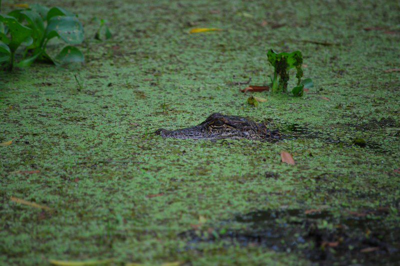 Road trip en Louisiane en camping-car entre parcs naturels, bayou, anciennes plantations et villes: Nouvelle Orléans et Lafayette