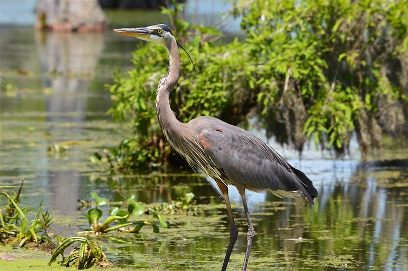 Road trip en Louisiane en camping-car entre parcs naturels, bayou, anciennes plantations et villes: Nouvelle Orléans et Lafayette