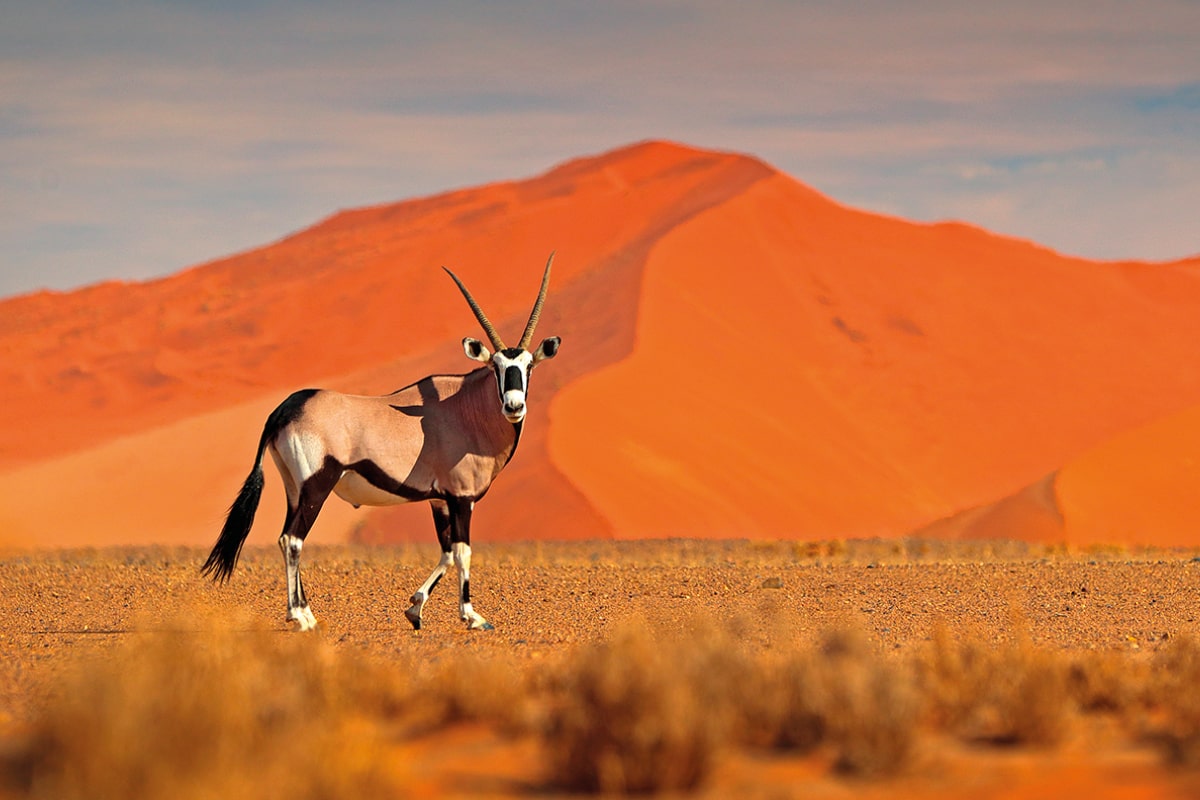 Un oryx aux dunes de Sossusvlei en Namibie © ondrejprosicky/stock.adobe.com