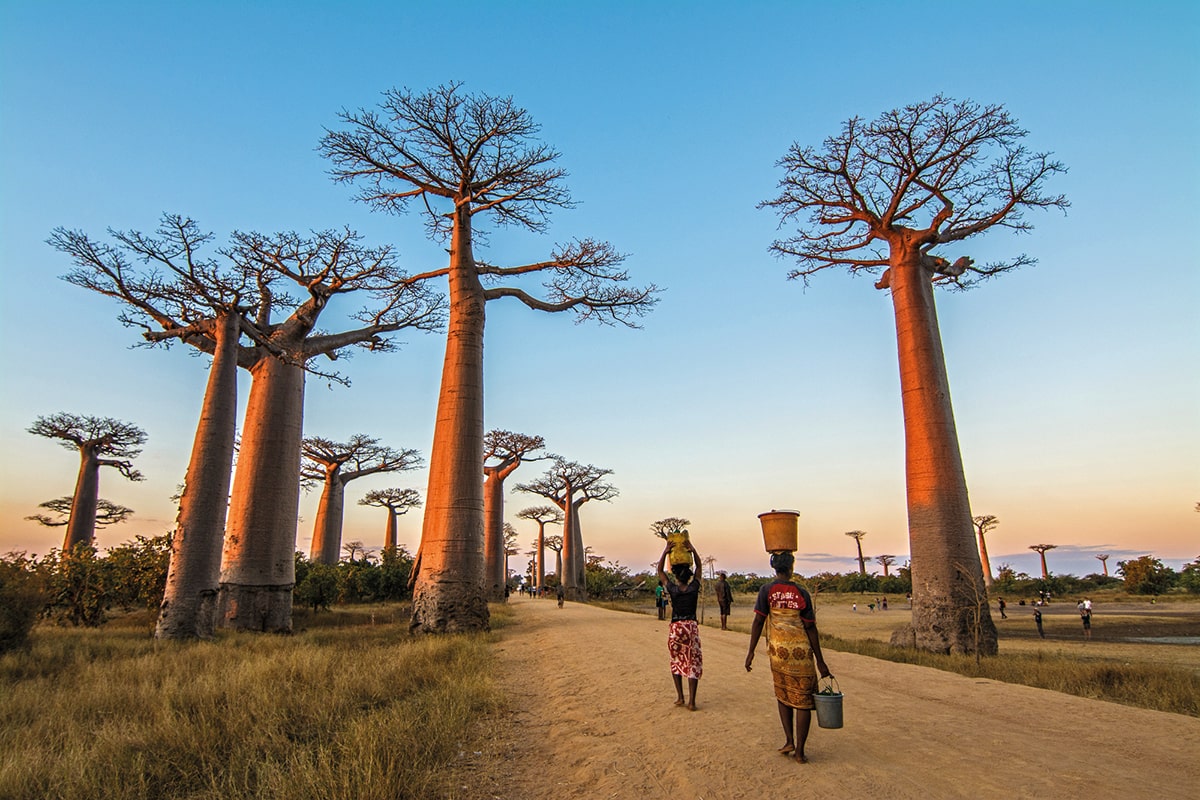 L'allée des Baobabs à Madagascar © Martin/stock.adobe.com