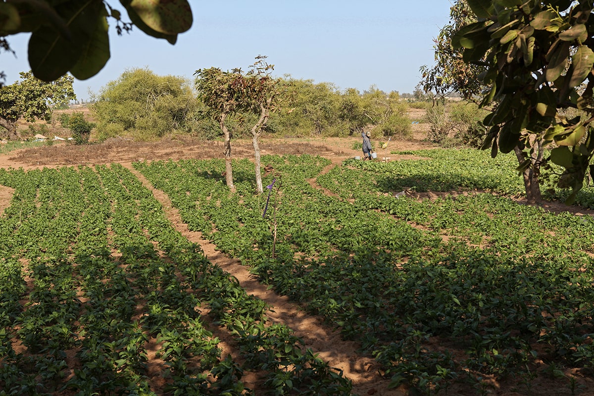 Maraîchage dans la région des Niayes au Sénégal © frank boyer/stock.adobe.com