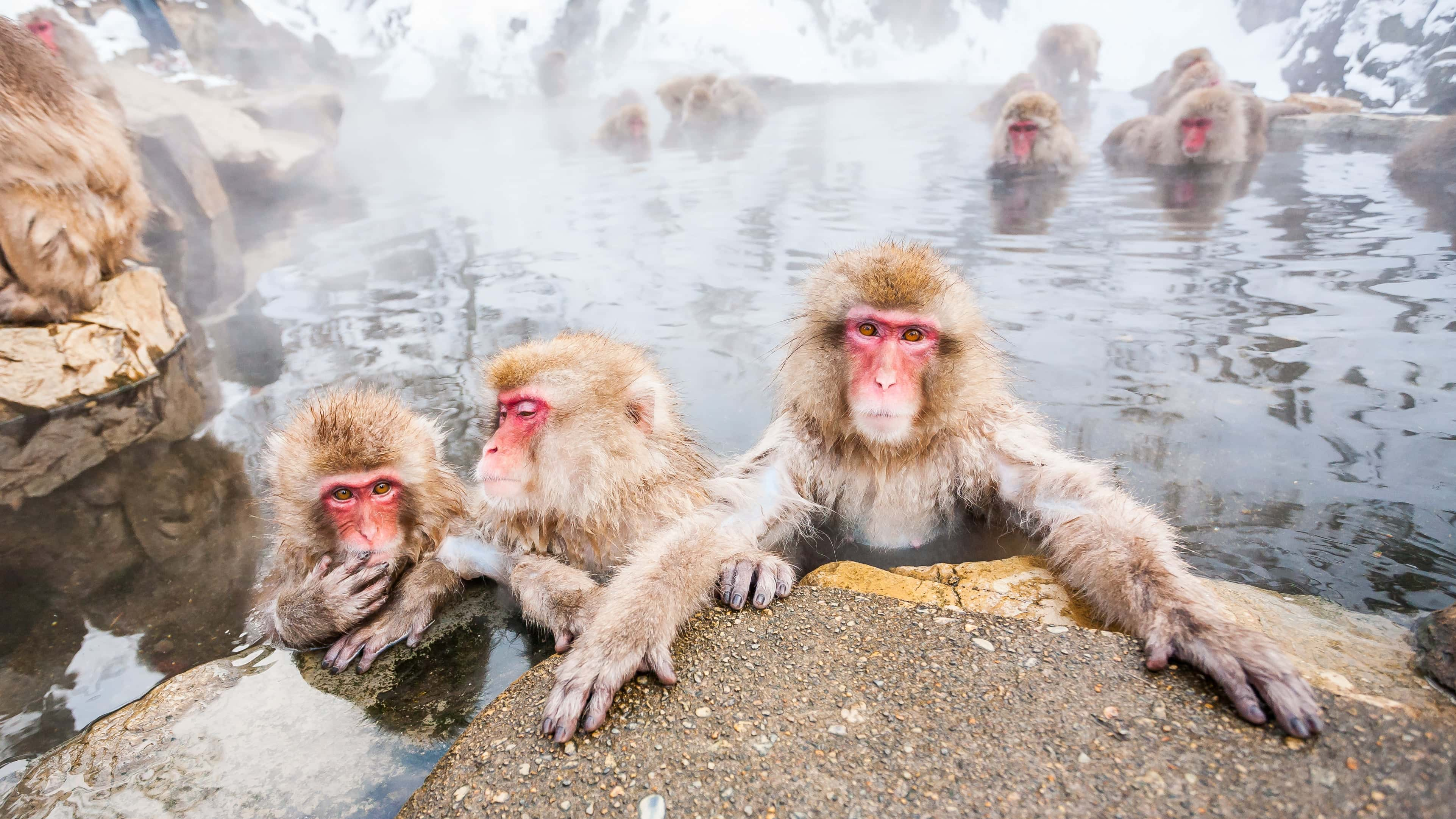 Bain des macaques japonais aux sources chaudes de Jigokudani © Victoria/stock.adobe.com