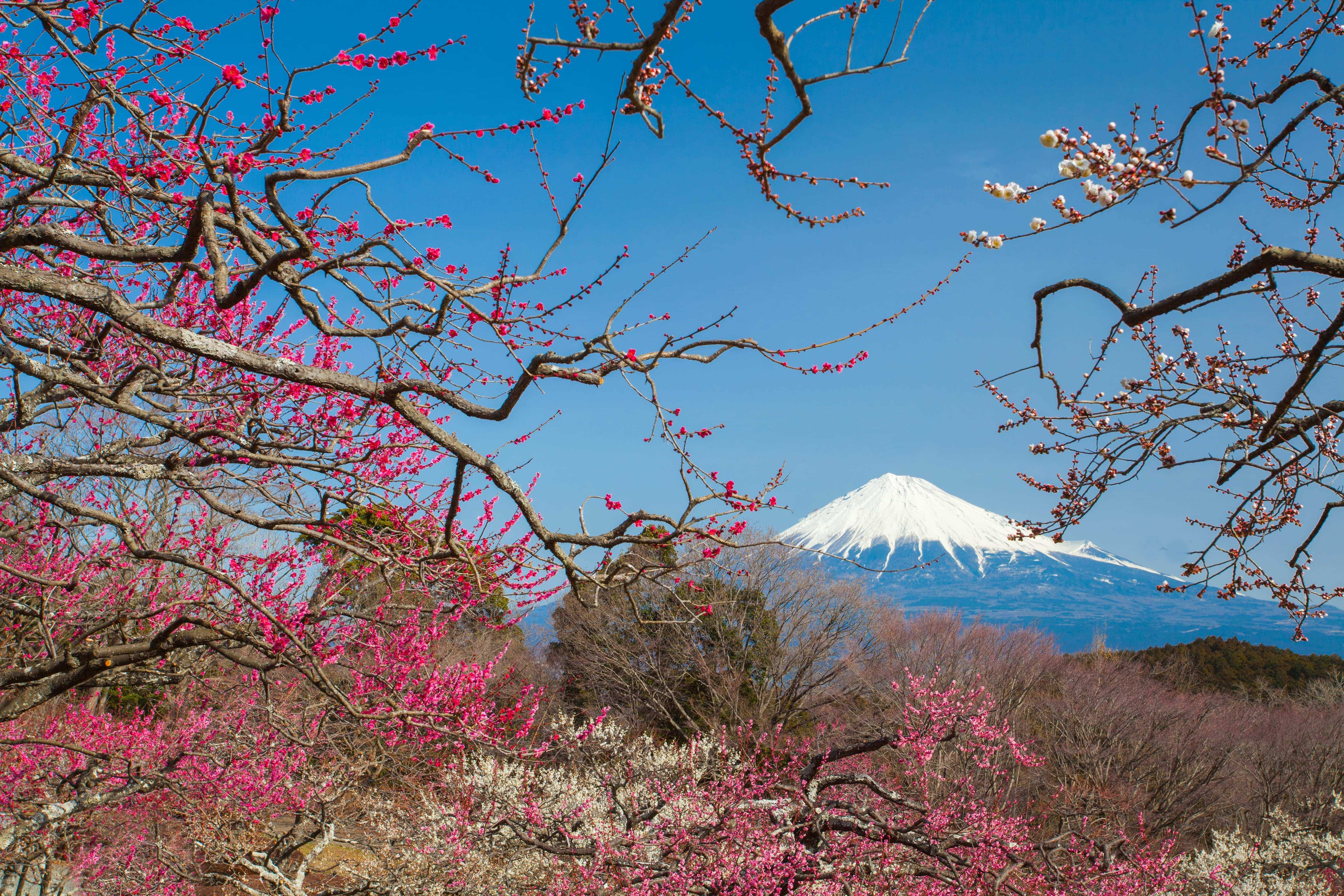 La floraison des pruniers et le mont Fuji en arrière-plan © torsakarin/stock.adobe.com