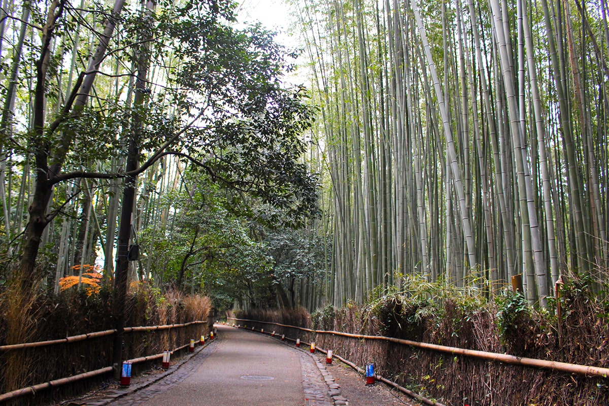 La bambouseraie d’Arashiyama à Kyoto © Pauline Bretéché/Nomade Aventure 