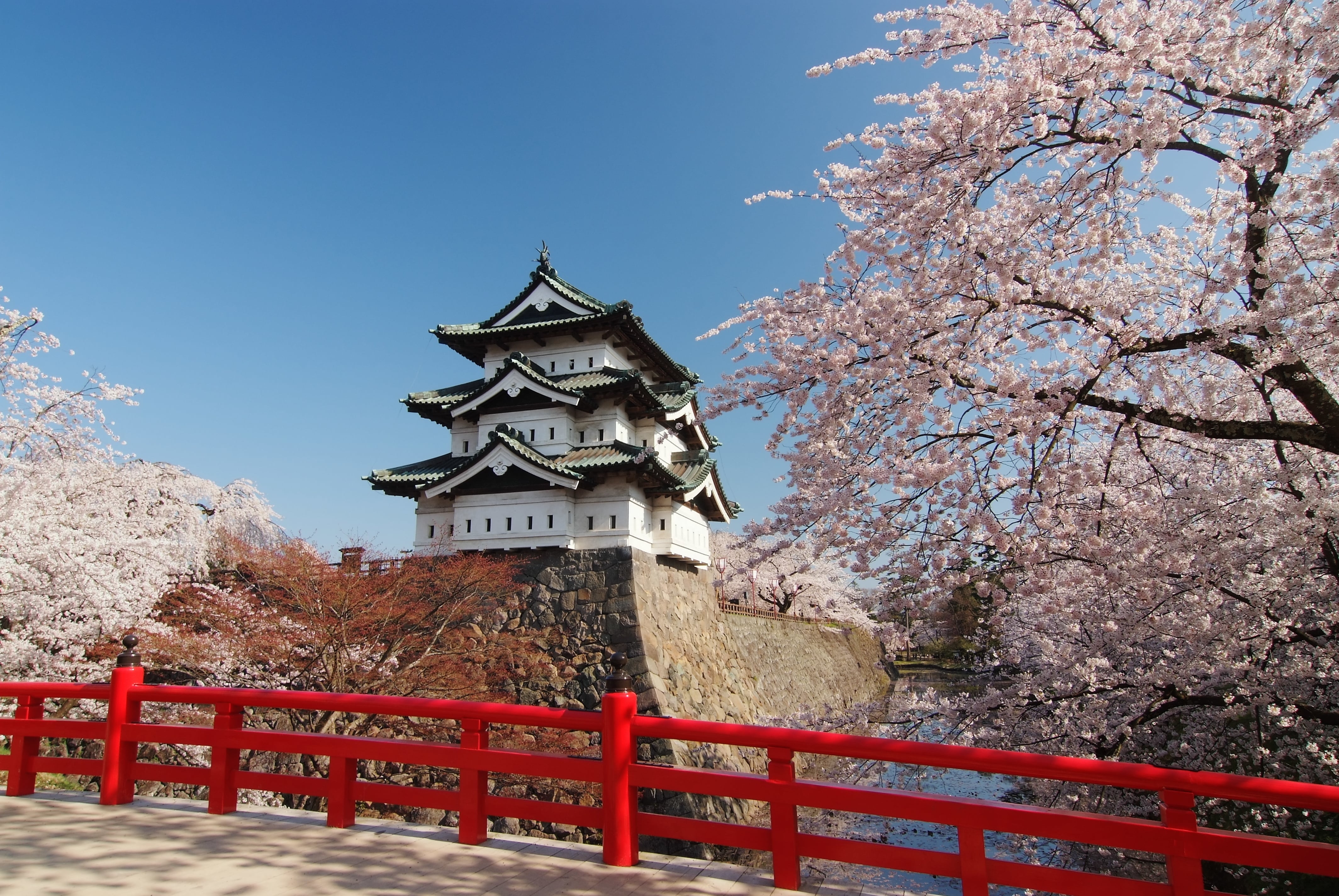 Les cerisiers en fleur au château d'Hirosaki © kumataka/stock.adobe.com