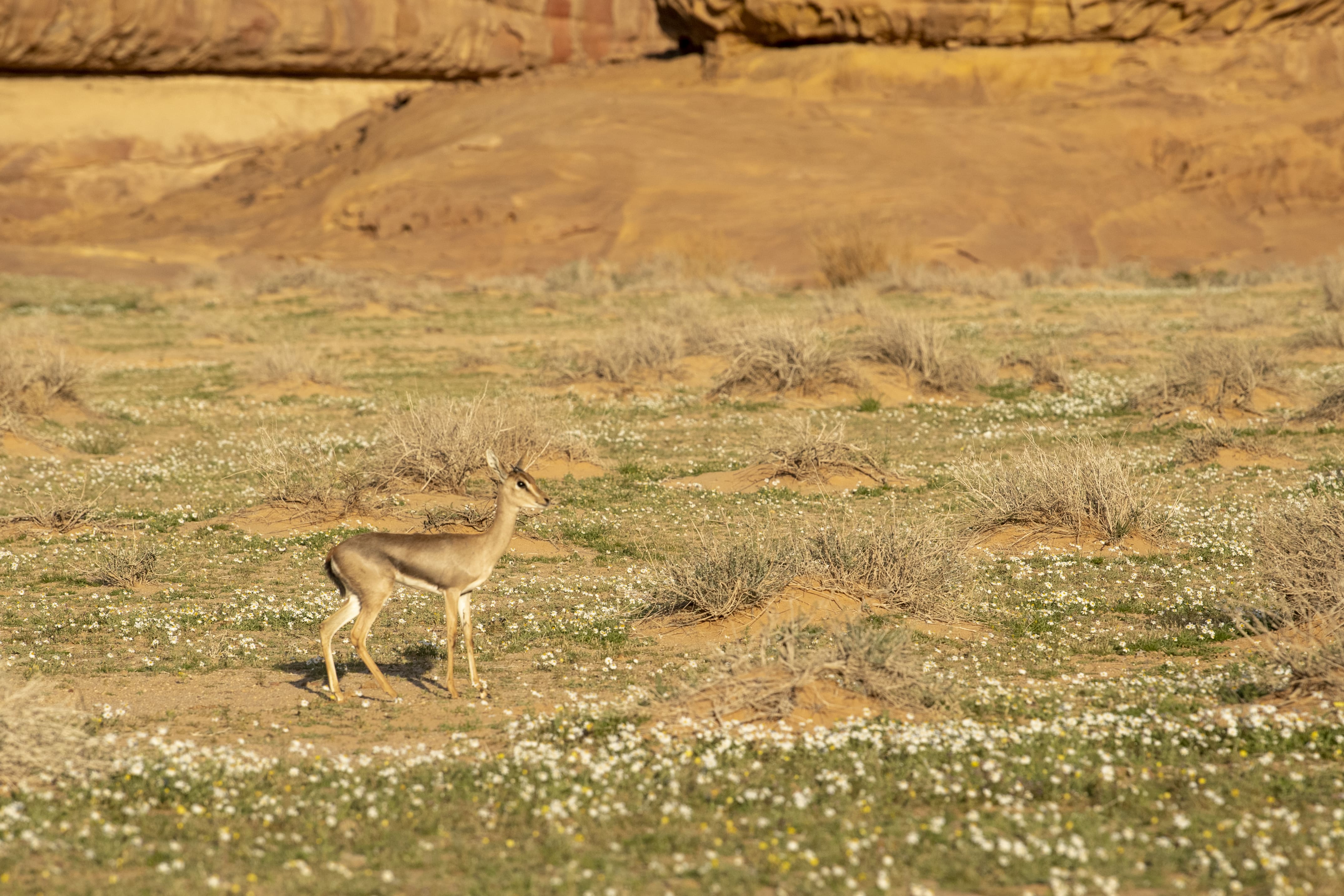 Gazelles lors d'un safari à la rencontre de la faune et flore d’AlUla © Alula (AFALULA)