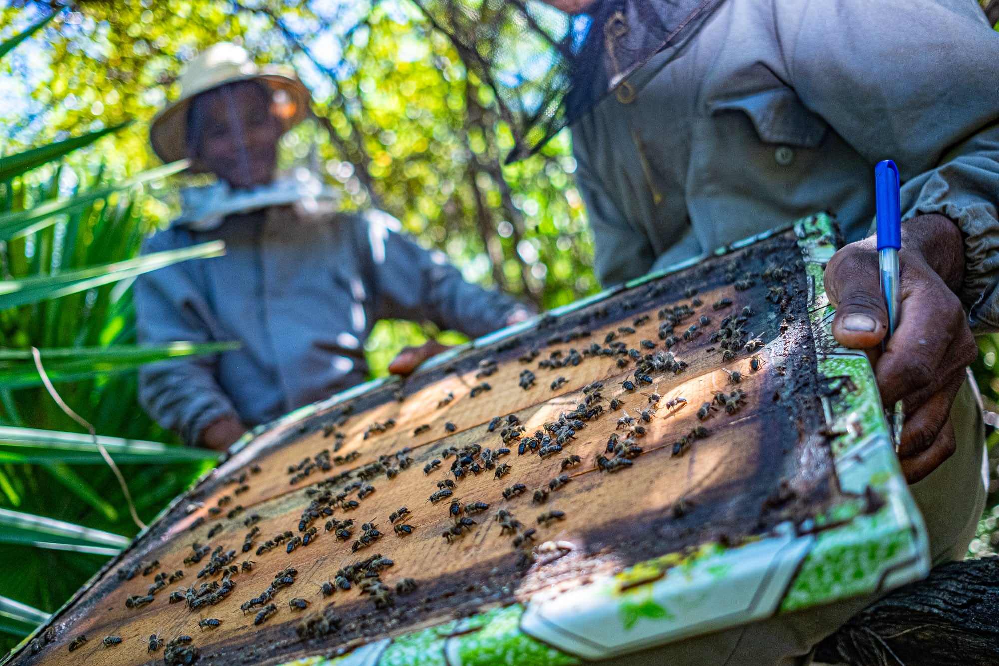 Apiculture et écotourisme à Madagascar 