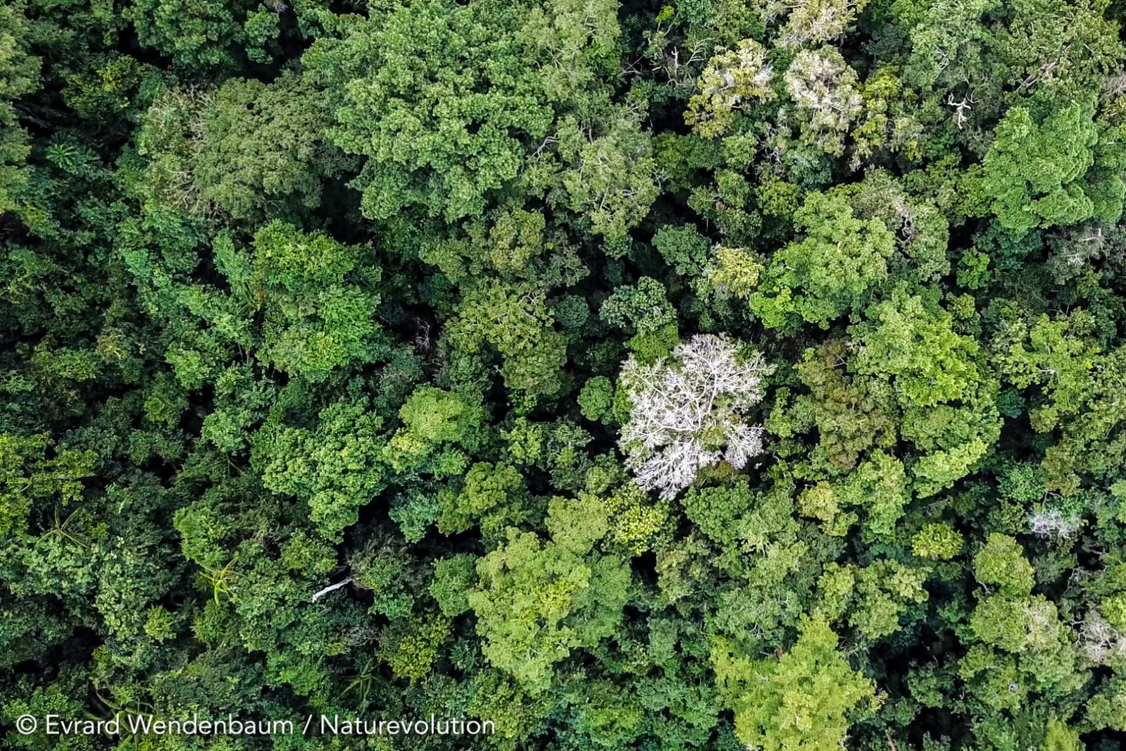 Forêts du Makay à Madagascar 