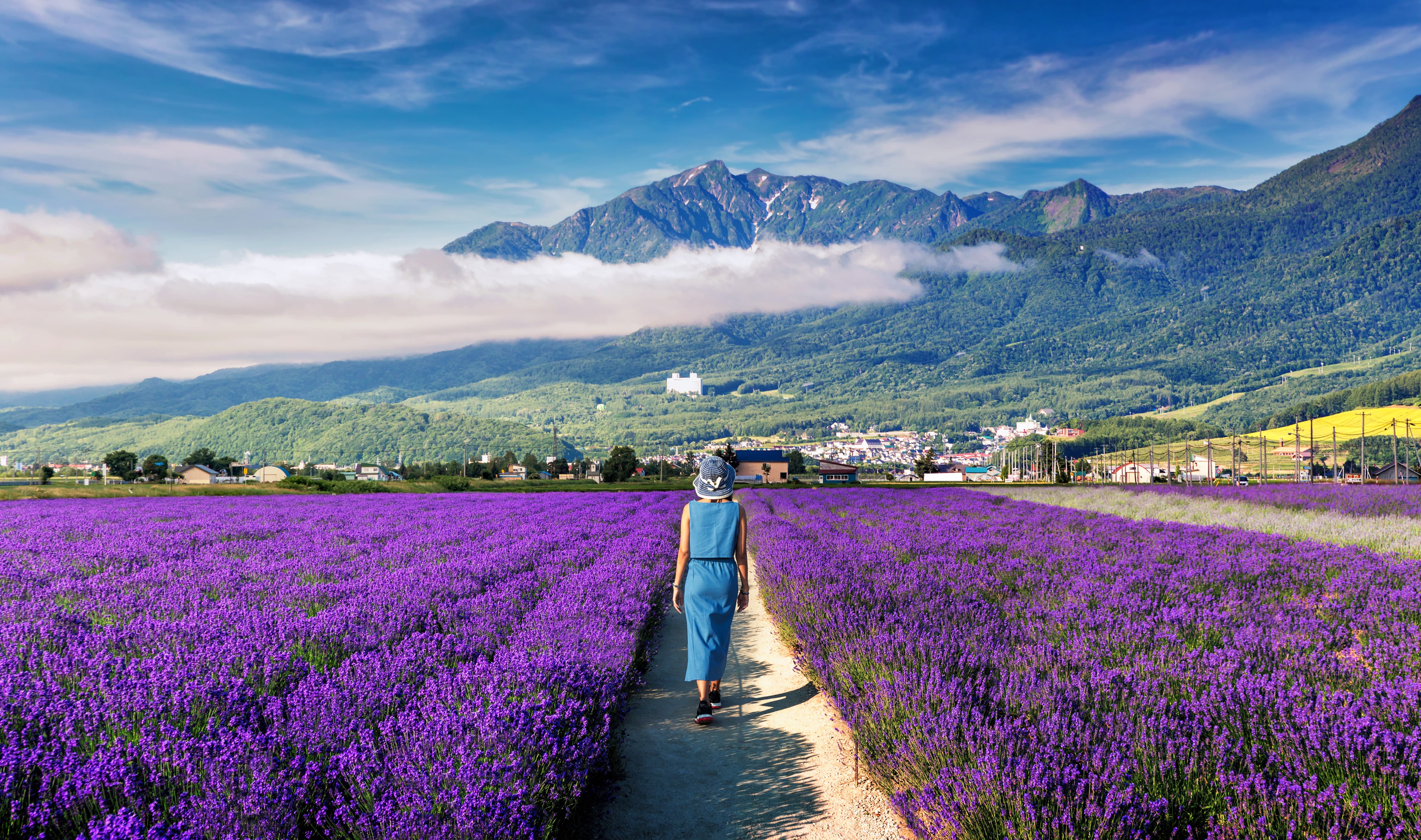 Les champs de lavande d'Hokkaido © kanuman/stock.adobe.com 