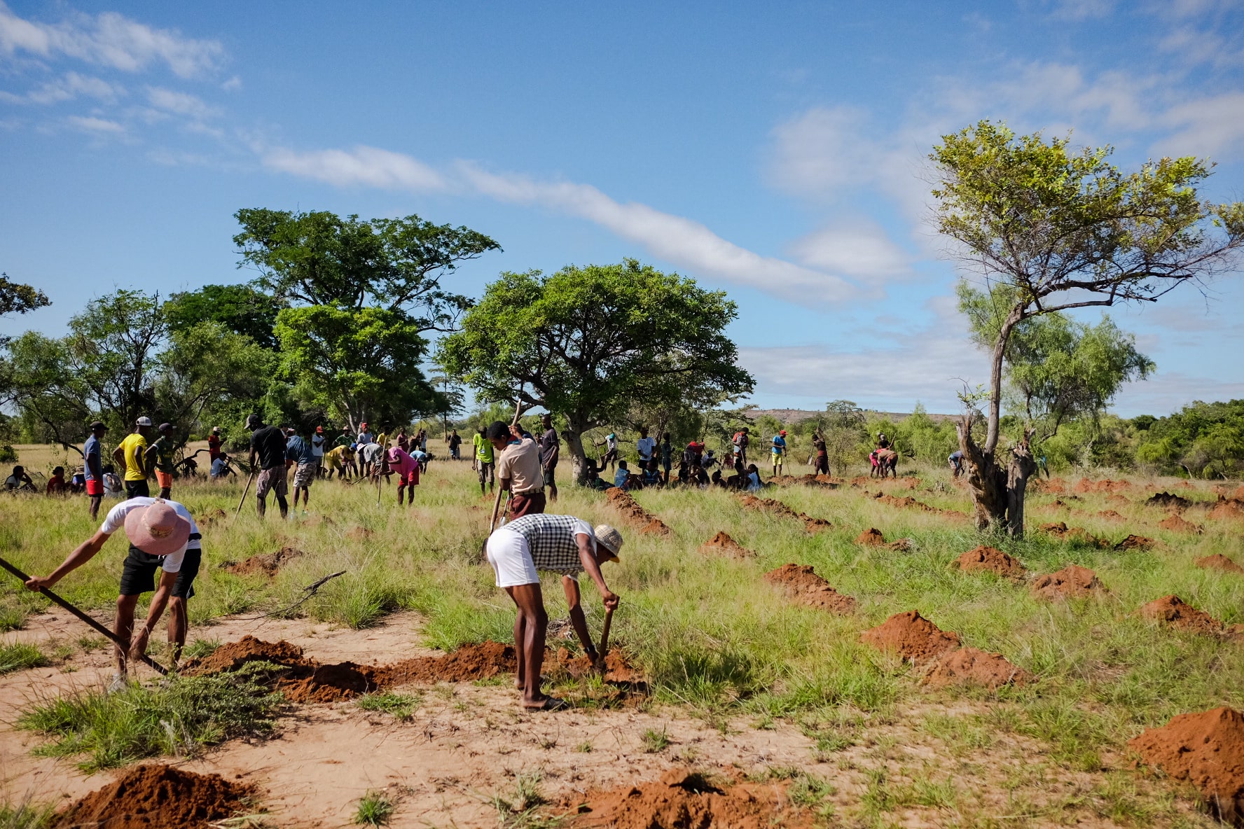 Reboisement du Makay par les locaux © Evrard Wendenbaum/Naturevolution 