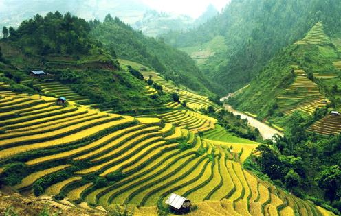 Rizières en terrasse - Vietnam © degist/fotolia.com