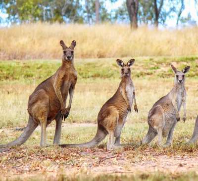 Au pays des kangourous en famille