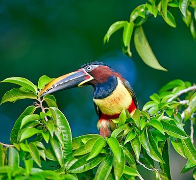 15 jours au Brésil en famille du Pantanal aux belles plages d’Ilha Grande en passant par les chutes d’Iguazu et Rio de Janeiro 