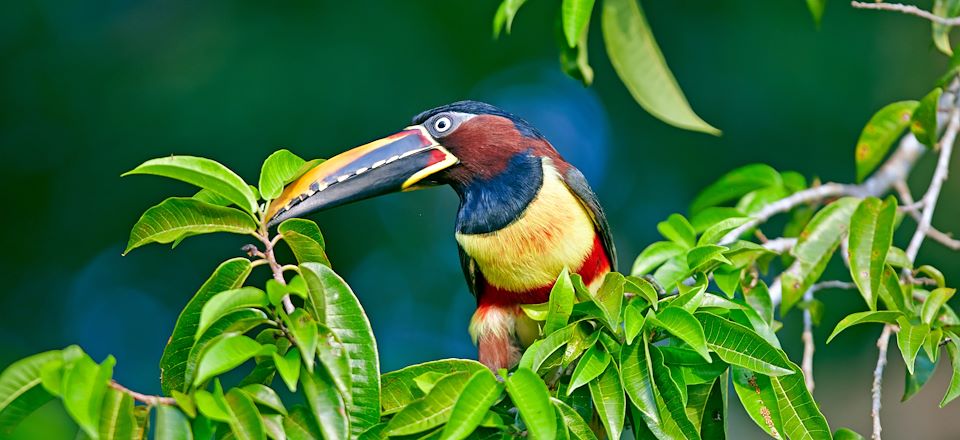 15 jours au Brésil en famille du Pantanal aux belles plages d’Ilha Grande en passant par les chutes d’Iguazu et Rio de Janeiro 