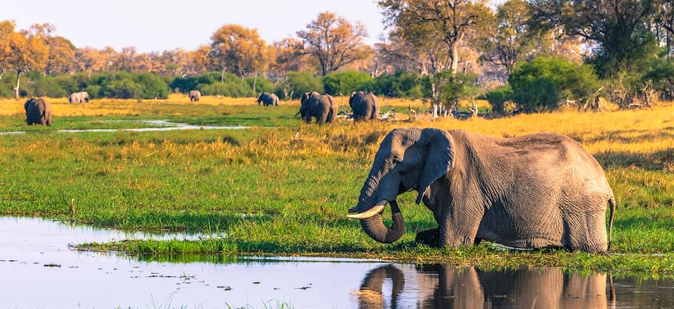 Voyage safari en camp amélioré avec sanitaires intégrés aux tentes: Chobe, Savuti, Moremi, Khwai et Delta de l'Okavango