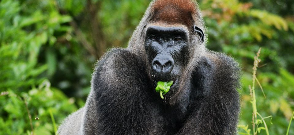 Un itinéraire unique pour explorer la biodiversité exceptionnelle et les trésors culturels du Congo.