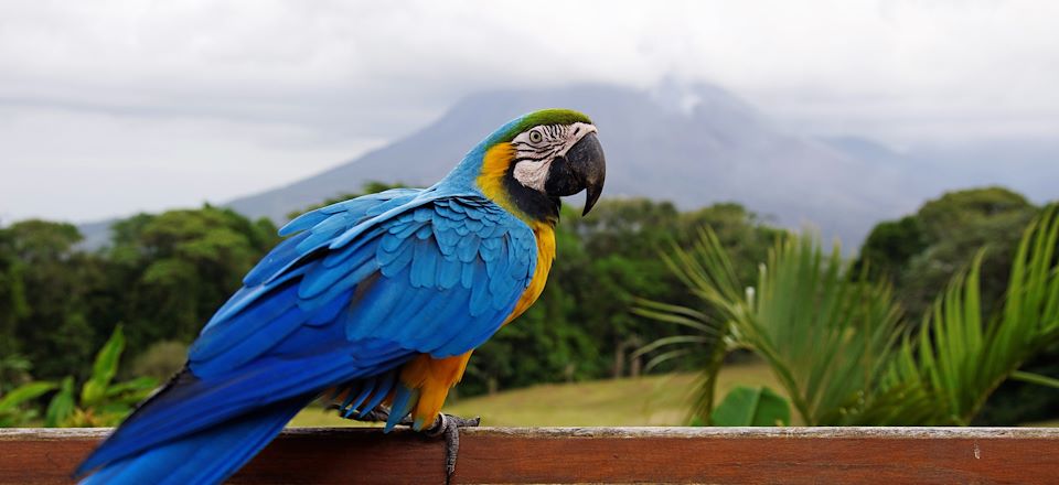 Voyage d'une semaine au Costa Rica du Volcan Arenal aux Montagnes de Talamanca, via les parcs Manuel Antonio et Marino Ballena ! 