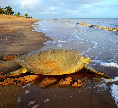 Voyage en Guinée-Bissau à la découverte de l'archipel sauvage des Bijagos, avec dates spéciales ponte et naissance des tortues !