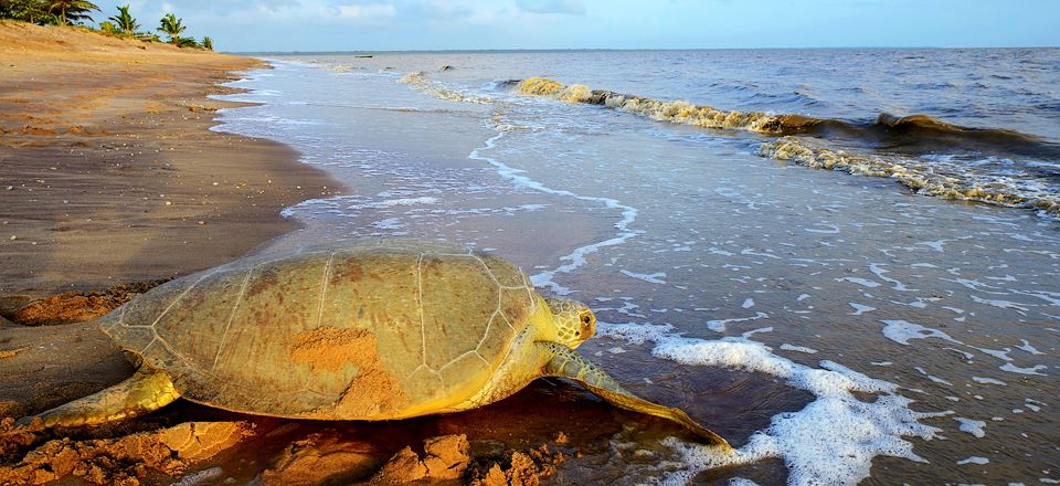 Voyage en Guinée-Bissau à la découverte de l'archipel sauvage des Bijagos, avec dates spéciales ponte et naissance des tortues ! 