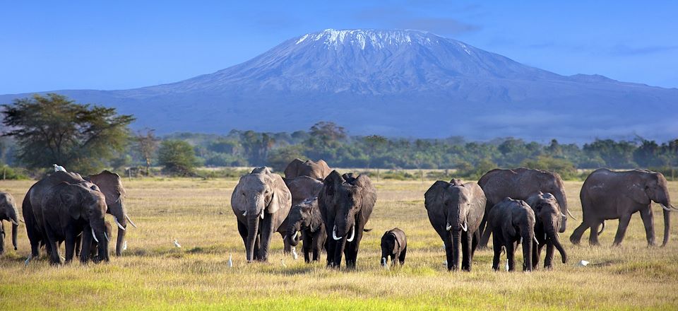 Notre safari le plus complet dans 6 parcs : Masai Mara, Amboseli, Nakuru, Tsavo, Naivasha... Rencontres Masai et plages de Diani