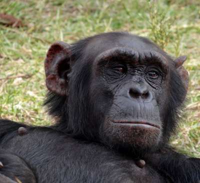 Daktari, Lions et Chimpanzés au Kenya