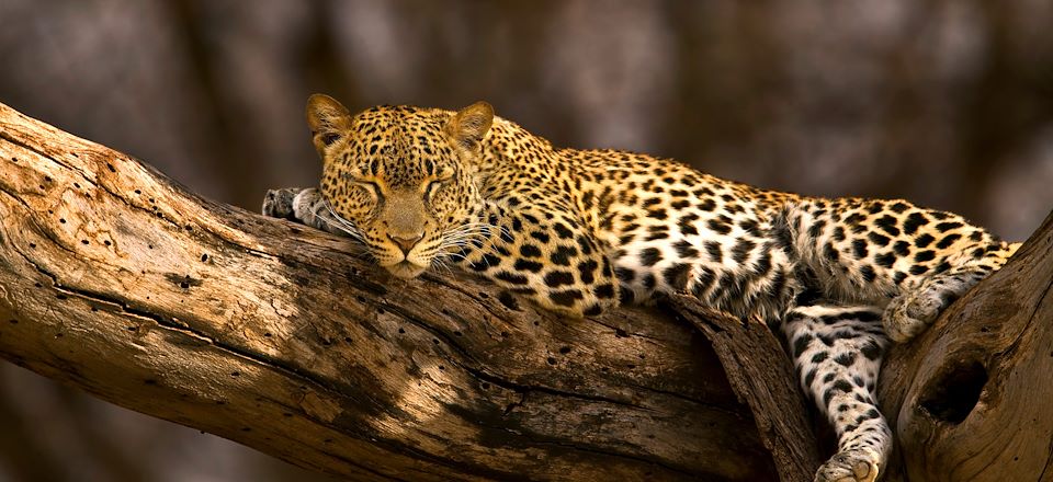 Le meilleur des Safaris du Kenya en 4x4 du mythique Masai Mara au merveilleux Samburu en passant par le Lac Nakuru